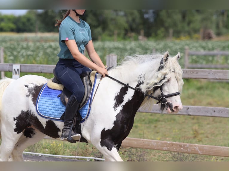 Cob Irlandese / Tinker / Gypsy Vanner Giumenta 6 Anni 135 cm Pezzato in Pepingen