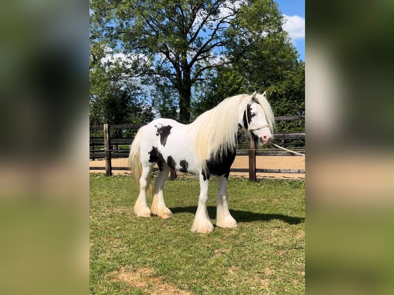 Cob Irlandese / Tinker / Gypsy Vanner Giumenta 6 Anni 135 cm Pezzato in Pepingen