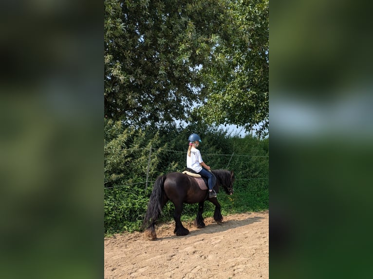Cob Irlandese / Tinker / Gypsy Vanner Giumenta 6 Anni 136 cm Morello in Heinsberg