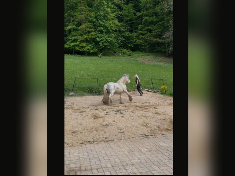 Cob Irlandese / Tinker / Gypsy Vanner Mix Giumenta 6 Anni 140 cm Grigio in Plettenberg