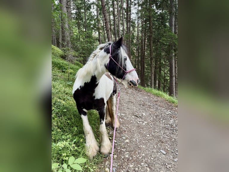 Cob Irlandese / Tinker / Gypsy Vanner Giumenta 6 Anni 140 cm Pezzato in Pradl