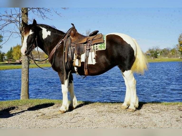 Cob Irlandese / Tinker / Gypsy Vanner Giumenta 6 Anni 142 cm Tobiano-tutti i colori in Houston