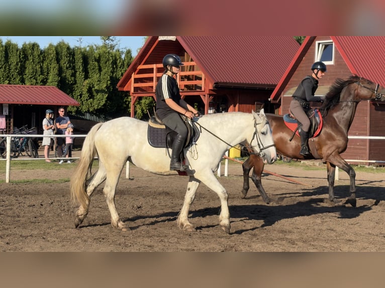 Cob Irlandese / Tinker / Gypsy Vanner Mix Giumenta 6 Anni 155 cm Grigio in Choczewo