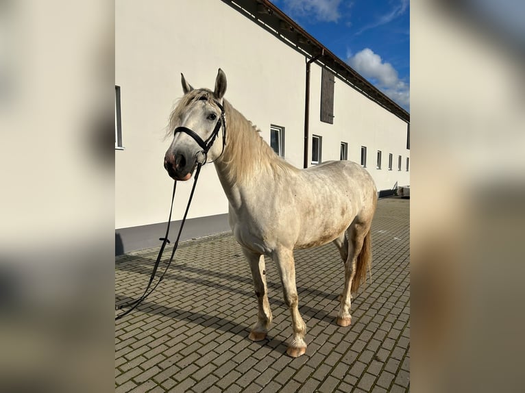 Cob Irlandese / Tinker / Gypsy Vanner Mix Giumenta 6 Anni 155 cm Grigio in Choczewo
