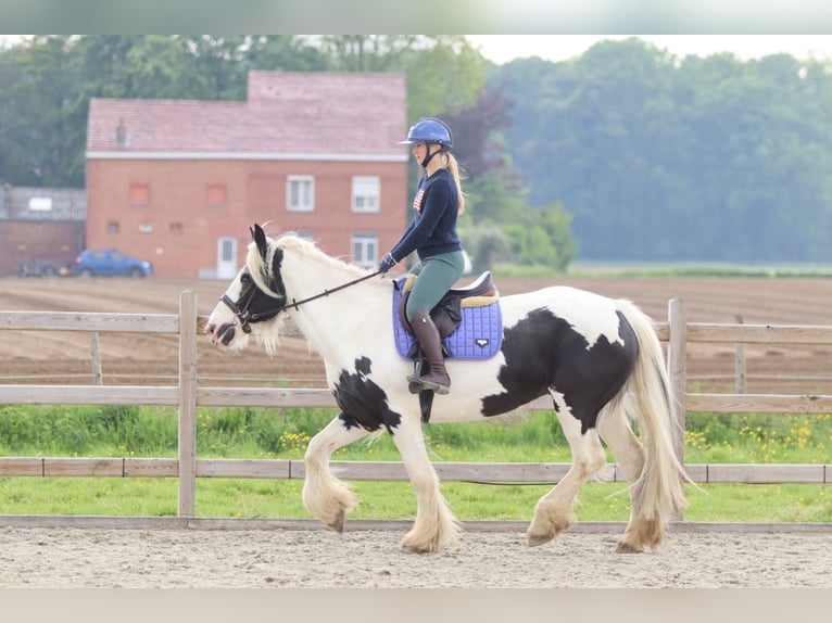 Cob Irlandese / Tinker / Gypsy Vanner Giumenta 6 Anni 160 cm Pezzato in Pepingen