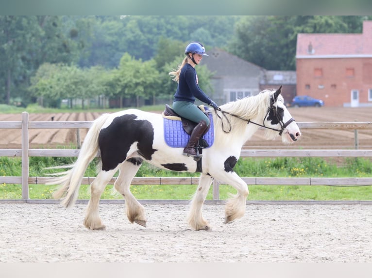 Cob Irlandese / Tinker / Gypsy Vanner Giumenta 6 Anni 160 cm Pezzato in Pepingen