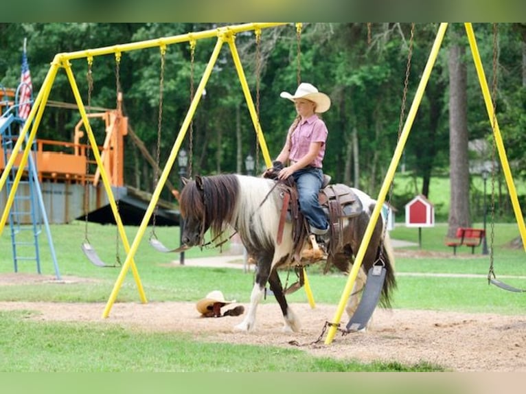 Cob Irlandese / Tinker / Gypsy Vanner Mix Giumenta 6 Anni Pezzato in Bloomburg