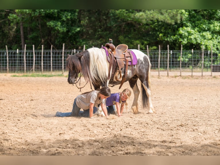 Cob Irlandese / Tinker / Gypsy Vanner Mix Giumenta 6 Anni Pezzato in Bloomburg