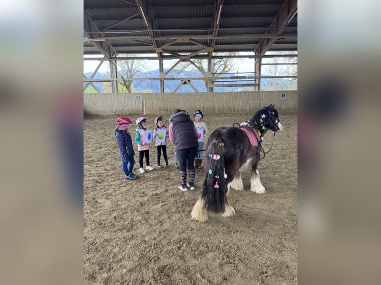 Cob Irlandese / Tinker / Gypsy Vanner Giumenta 7 Anni 125 cm Baio roano in Baierdorf-Umgebung