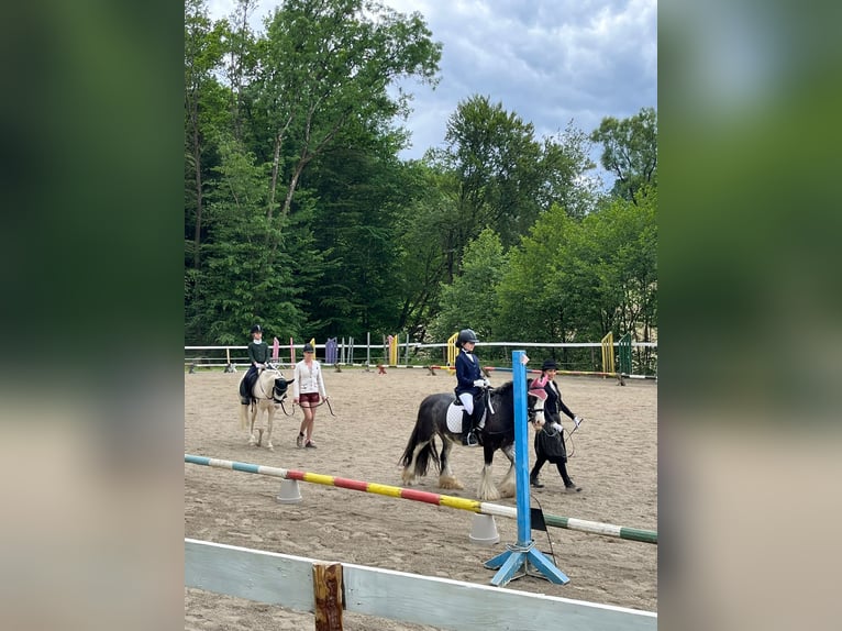 Cob Irlandese / Tinker / Gypsy Vanner Giumenta 7 Anni 125 cm Baio roano in Baierdorf-Umgebung