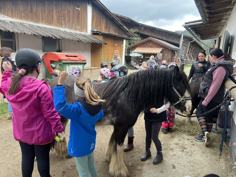 Cob Irlandese / Tinker / Gypsy Vanner Giumenta 7 Anni 125 cm Baio roano in Baierdorf-Umgebung