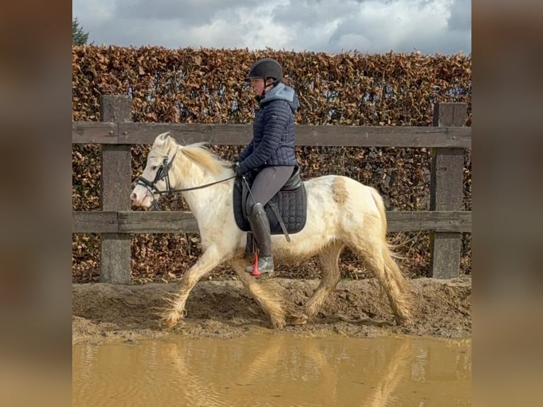 Cob Irlandese / Tinker / Gypsy Vanner Giumenta 7 Anni 128 cm  in Daleiden