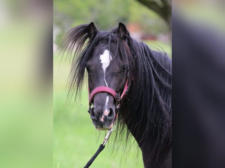 Cob Irlandese / Tinker / Gypsy Vanner Mix Giumenta 7 Anni 128 cm Morello in Freiamt