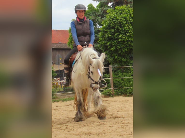 Cob Irlandese / Tinker / Gypsy Vanner Giumenta 7 Anni 130 cm Grigio in Velpke