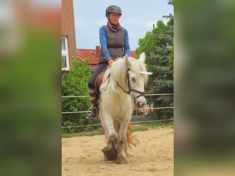 Cob Irlandese / Tinker / Gypsy Vanner Giumenta 7 Anni 130 cm Grigio in Velpke