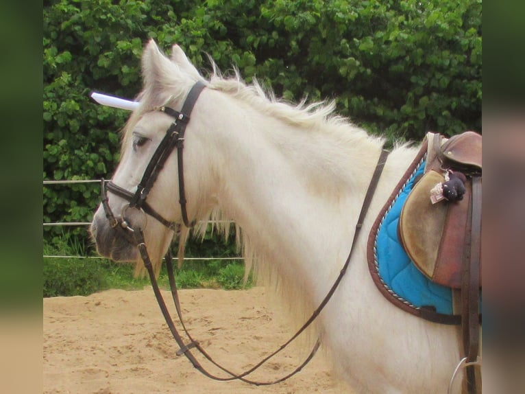 Cob Irlandese / Tinker / Gypsy Vanner Giumenta 7 Anni 130 cm Grigio in Velpke