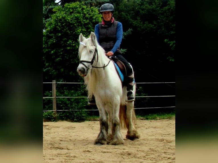 Cob Irlandese / Tinker / Gypsy Vanner Giumenta 7 Anni 130 cm Grigio in Velpke