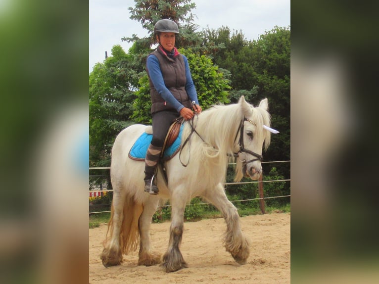 Cob Irlandese / Tinker / Gypsy Vanner Giumenta 7 Anni 130 cm Grigio in Velpke