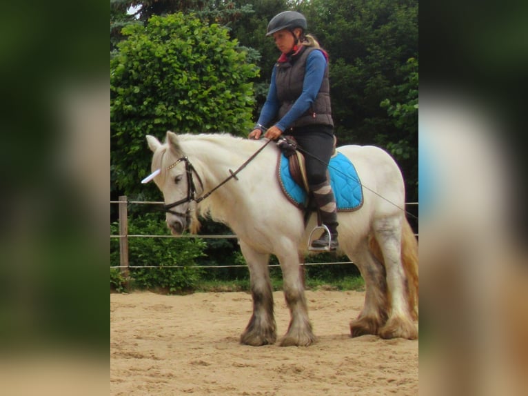 Cob Irlandese / Tinker / Gypsy Vanner Giumenta 7 Anni 130 cm Grigio in Velpke