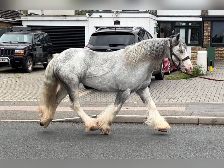 Cob Irlandese / Tinker / Gypsy Vanner Giumenta 7 Anni 135 cm Roano blu in Wrotham Heath