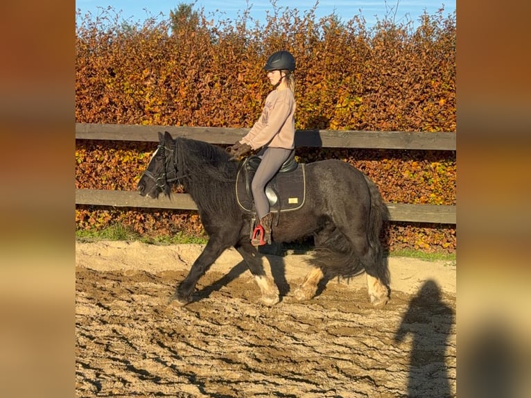 Cob Irlandese / Tinker / Gypsy Vanner Giumenta 7 Anni 137 cm Morello in Daleiden