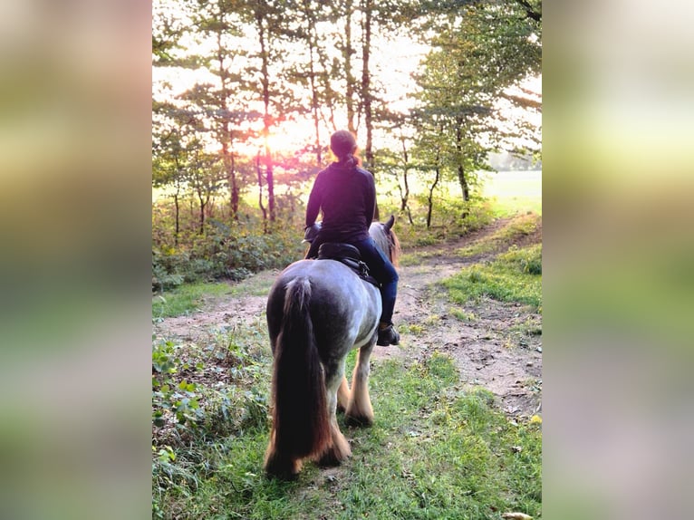 Cob Irlandese / Tinker / Gypsy Vanner Giumenta 7 Anni 138 cm Roano blu in Langen