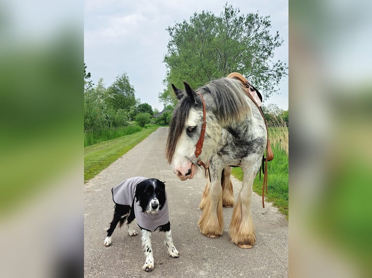 Cob Irlandese / Tinker / Gypsy Vanner Giumenta 7 Anni 138 cm Roano blu in Langen