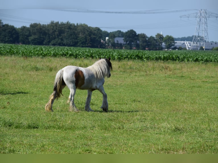 Cob Irlandese / Tinker / Gypsy Vanner Giumenta 7 Anni 142 cm Pearl in Oldeholtwolde