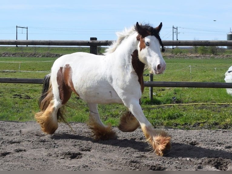 Cob Irlandese / Tinker / Gypsy Vanner Giumenta 7 Anni 142 cm Pearl in Oldeholtwolde