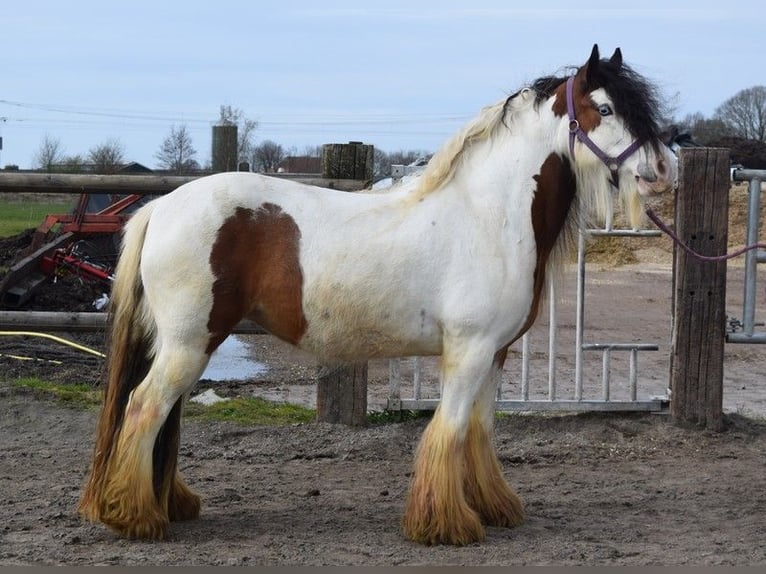 Cob Irlandese / Tinker / Gypsy Vanner Giumenta 7 Anni 142 cm Pearl in Oldeholtwolde