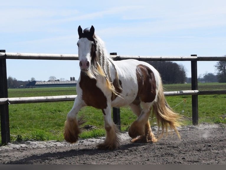 Cob Irlandese / Tinker / Gypsy Vanner Giumenta 7 Anni 142 cm Pearl in Oldeholtwolde
