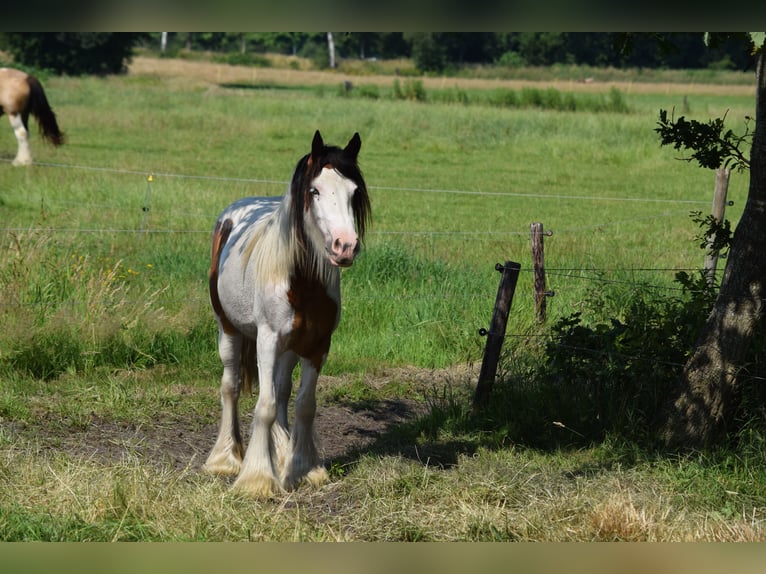 Cob Irlandese / Tinker / Gypsy Vanner Giumenta 7 Anni 142 cm Pearl in Oldeholtwolde