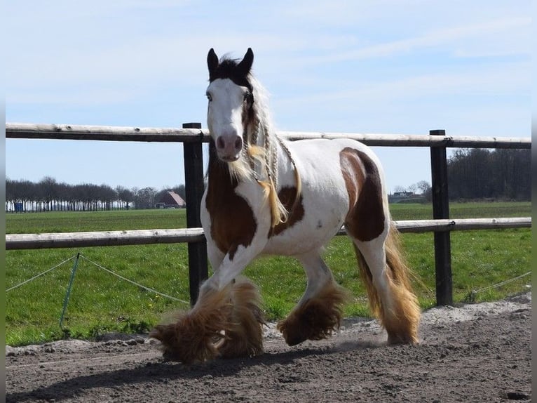 Cob Irlandese / Tinker / Gypsy Vanner Giumenta 7 Anni 142 cm Pearl in Oldeholtwolde