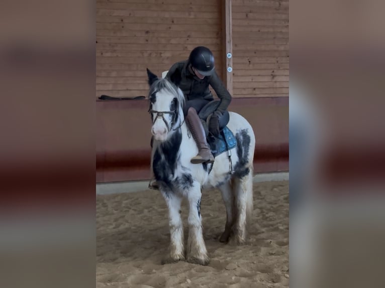 Cob Irlandese / Tinker / Gypsy Vanner Giumenta 7 Anni 142 cm Pezzato in Achstetten