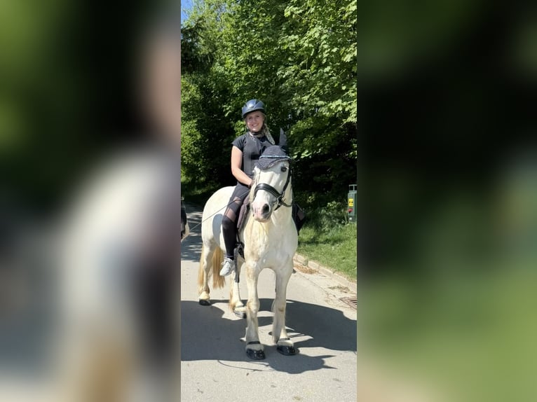 Cob Irlandese / Tinker / Gypsy Vanner Mix Giumenta 7 Anni 143 cm Leardo in Schwabhausen