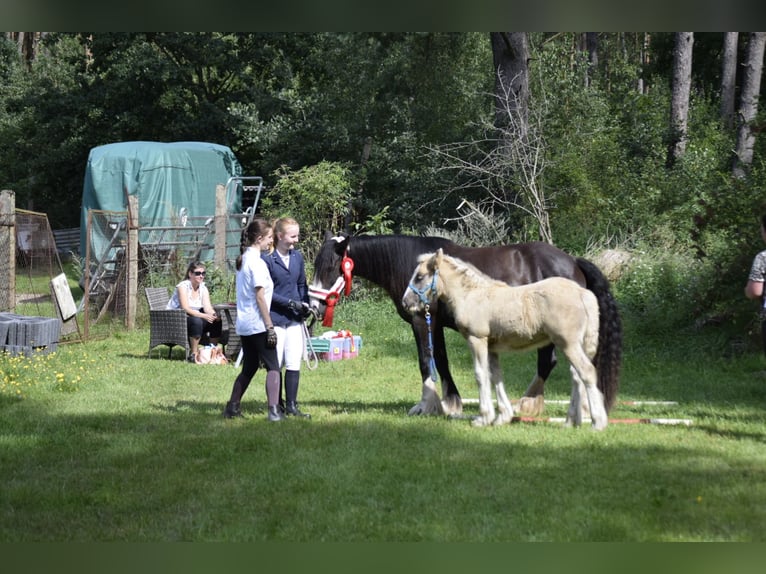 Cob Irlandese / Tinker / Gypsy Vanner Mix Giumenta 7 Anni 148 cm Morello in Heiligengrabe