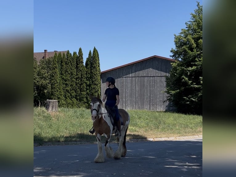 Cob Irlandese / Tinker / Gypsy Vanner Giumenta 7 Anni 152 cm Pezzato in AchstettenAchstetten