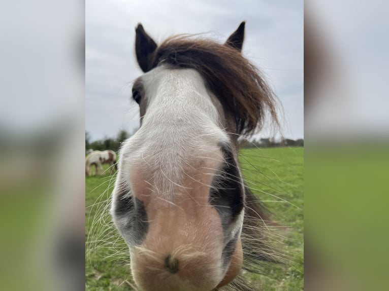 Cob Irlandese / Tinker / Gypsy Vanner Giumenta 7 Anni 155 cm Falbo in Virton