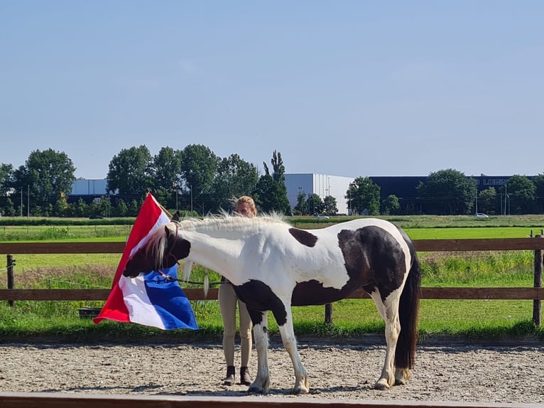 Cob Irlandese / Tinker / Gypsy Vanner Mix Giumenta 7 Anni 162 cm Pezzato in Franchesse