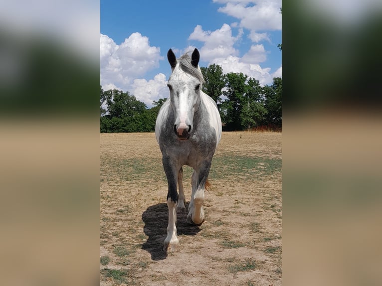 Cob Irlandese / Tinker / Gypsy Vanner Mix Giumenta 7 Anni 162 cm Pezzato in Franchesse