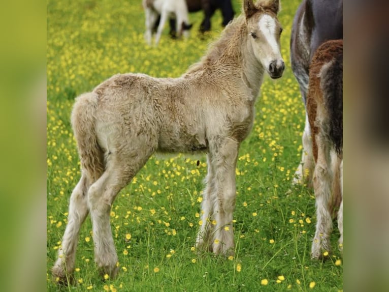 Cob Irlandese / Tinker / Gypsy Vanner Giumenta 7 Anni  in tralee