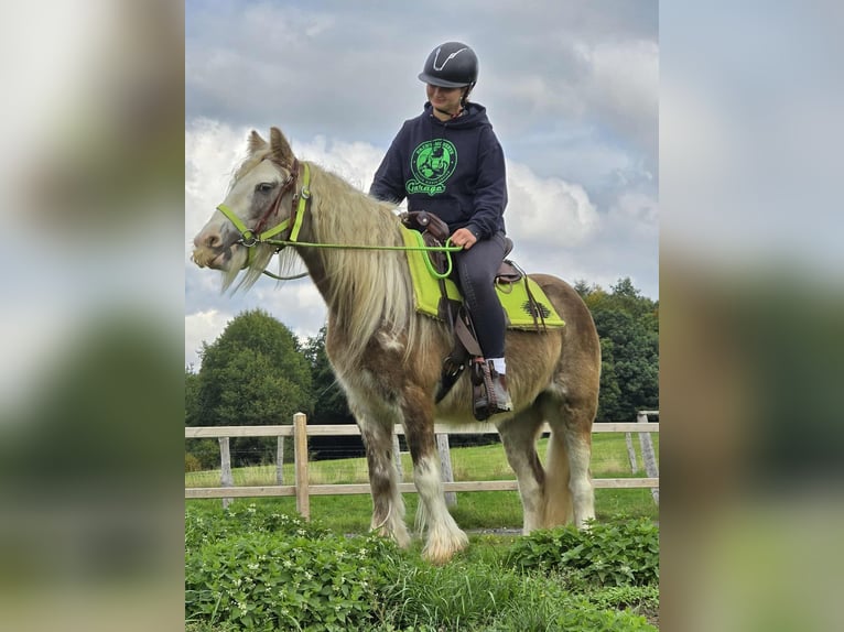 Cob Irlandese / Tinker / Gypsy Vanner Giumenta 7 Anni Palomino in Linkenbach