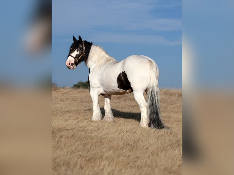 Cob Irlandese / Tinker / Gypsy Vanner Giumenta 7 Anni Pezzato in Stephenville