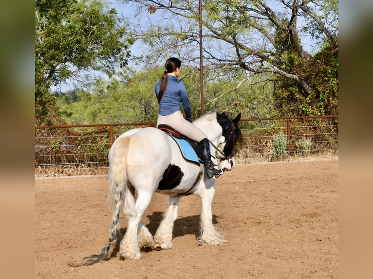 Cob Irlandese / Tinker / Gypsy Vanner Giumenta 7 Anni Pezzato in Stephenville