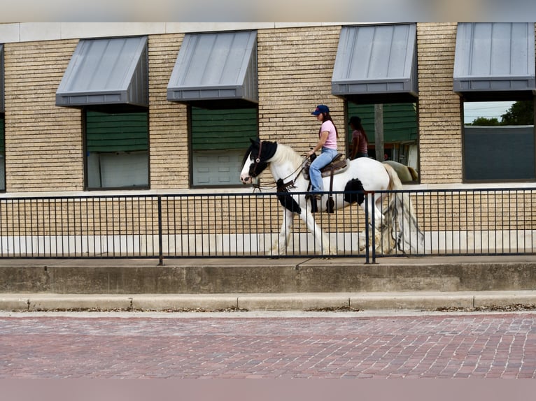 Cob Irlandese / Tinker / Gypsy Vanner Giumenta 7 Anni Pezzato in Stephenville