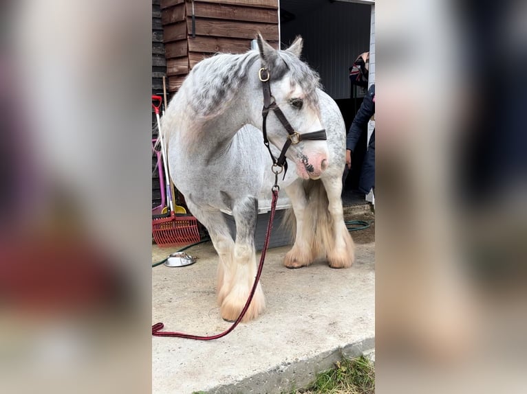 Cob Irlandese / Tinker / Gypsy Vanner Giumenta 7 Anni Roano blu in Wrotham Heath