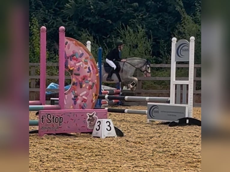 Cob Irlandese / Tinker / Gypsy Vanner Giumenta 7 Anni Roano blu in Wrotham Heath