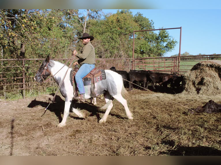 Cob Irlandese / Tinker / Gypsy Vanner Giumenta 7 Anni Roano blu in Rutledge