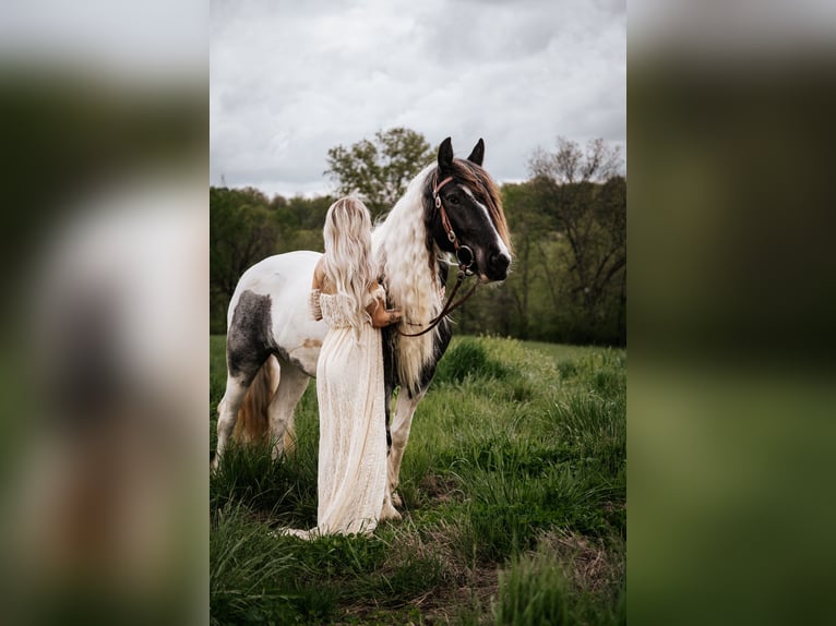 Cob Irlandese / Tinker / Gypsy Vanner Giumenta 7 Anni Roano blu in Rutledge