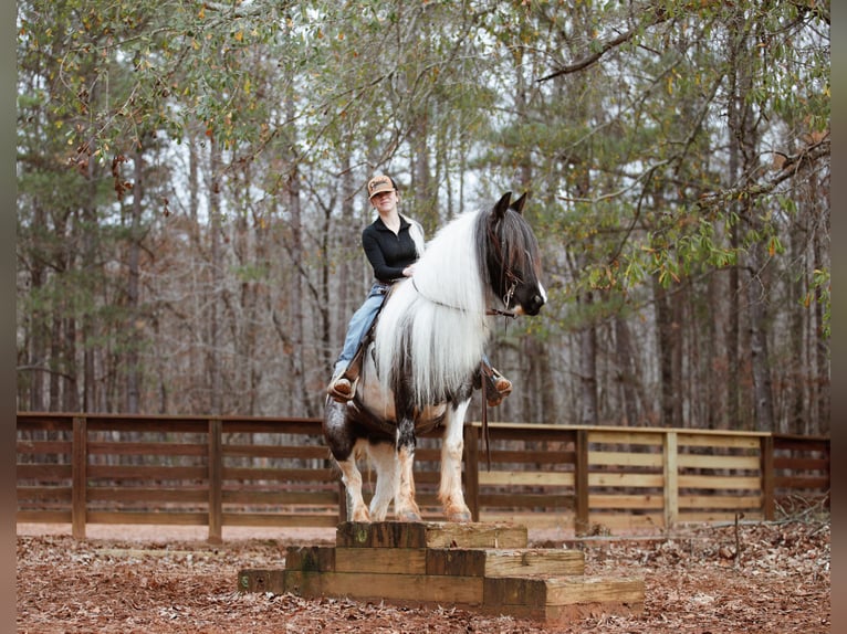 Cob Irlandese / Tinker / Gypsy Vanner Giumenta 7 Anni Roano blu in Rutledge